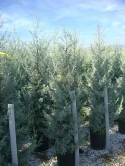 Cipres (Cupressus Arizonica 'Glauca') -Tuinplantenwinkel 20101213122927 13 1