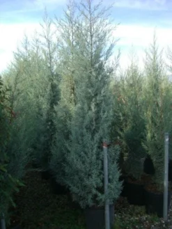 Cipres (Cupressus Arizonica 'Glauca') -Tuinplantenwinkel 20101213122945 13 1