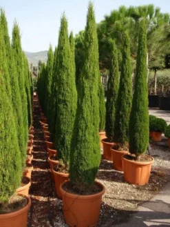 Italiaanse Cipres (Cupressus Sempervirens 'Green Pillar')