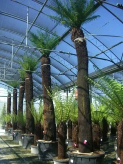 Grote Boomvaren (Dicksonia Antarctica) 18 Grote Boomvaren (Dicksonia Antarctica) -Tuinplantenwinkel 20101213133314 11 1