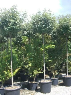 Olijfwilg Als Boom (Elaeagnus Pungens 'Maculata') -Tuinplantenwinkel 20101213140523 8