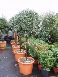 Olijfwilg Op Stam (Elaeagnus Ebbingei) -Tuinplantenwinkel 20101213141424 3