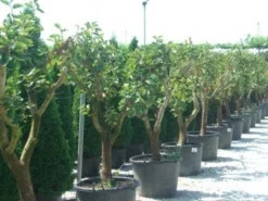 Kaki (Diospyros Kaki) 15 Kaki (Diospyros Kaki) -Tuinplantenwinkel 20101213150225 8