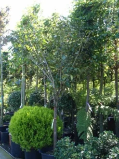 Kaki (Diospyros Kaki) 14 Kaki (Diospyros Kaki) -Tuinplantenwinkel 20101213150233 8