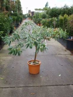 Papierstruik (Edgeworthia Chrysantha) -Tuinplantenwinkel 20101213150651 3