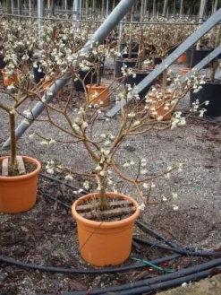 Papierstruik (Edgeworthia Chrysantha) -Tuinplantenwinkel 20101213150658 3