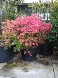 Kardinaalshoed (Euonymus Alatus) -Tuinplantenwinkel 20101213160900 55 11 1