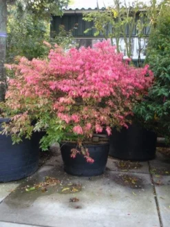 Kardinaalshoed (Euonymus Alatus) -Tuinplantenwinkel 20101213160900 55 11