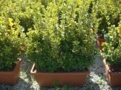 Kardinaalshoed Als Meeneemhaag (Euonymus Japonicus 'Aureus) -Tuinplantenwinkel 20101213162151 2 1