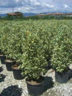 Kardinaalshoed (Euonymus Japonicus 'Bravo')