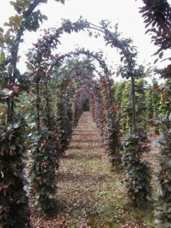 Rode Beukenboog (Fagus Sylvatica 'Atropunicea' )