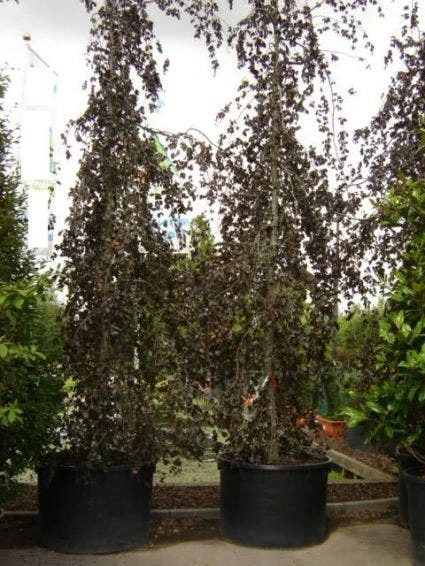 Rode Treurbeuk (Fagus Sylvatica 'Purple Fountain') 6 Rode Treurbeuk (Fagus Sylvatica 'Purple Fountain') - Afbeelding 6