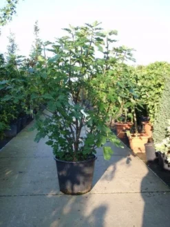 Vijg (Ficus Carica) 10 Vijg (Ficus Carica) -Tuinplantenwinkel 20101215105457 10
