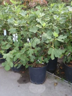 Vijg (Ficus Carica) 9 Vijg (Ficus Carica) -Tuinplantenwinkel 20101215105937 10