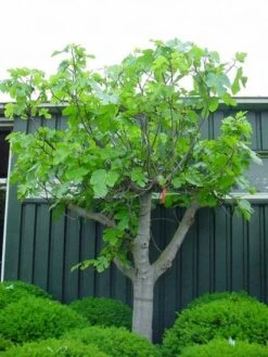 Vijg Als Solitair (Ficus Carica) 12 Vijg Als Solitair (Ficus Carica) -Tuinplantenwinkel 20101215111658 7 1