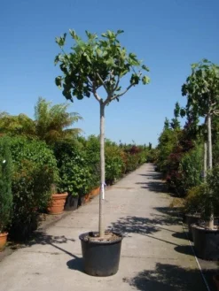 Vijgenboom (Ficus Carica) -Tuinplantenwinkel 20101215112153 7