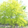 Geelbladige Christusdoorn (Gleditsia Triacanthos 'Sunburst')