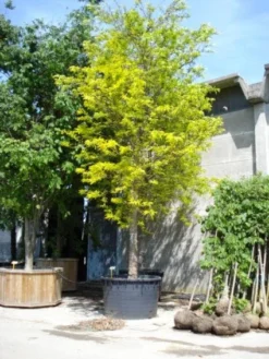 Geelbladige Christusdoorn (Gleditsia Triacanthos 'Sunburst') -Tuinplantenwinkel 20101215121405 13