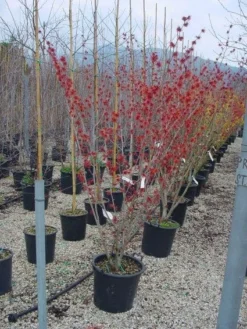 Toverhazelaar (Hamamelis Intermedia 'Diane') 9 Toverhazelaar (Hamamelis Intermedia 'Diane') -Tuinplantenwinkel 20101215122825 45 9