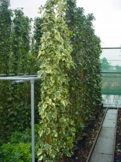 Kaukasische Klimop (Hedera Colchica 'Dentata Variegata') -Tuinplantenwinkel 20101215123326 6 3