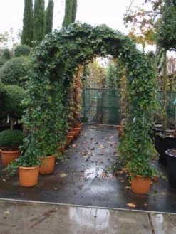 Klimop In Boogvorm (Hedera Hibernica) 7 Klimop In Boogvorm (Hedera Hibernica) -Tuinplantenwinkel 20101215125056 1 2