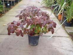 Eikenbladhortensia (Hydrangea Quercifolia) -Tuinplantenwinkel 20101215152513 6 1