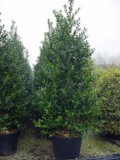 Gewone Hulst (Ilex Aquifolium) -Tuinplantenwinkel 20101215152933 12 2