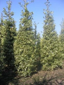 Hulst (Ilex Aquifolium 'Argentea Marginata') -Tuinplantenwinkel 20101215153638 9