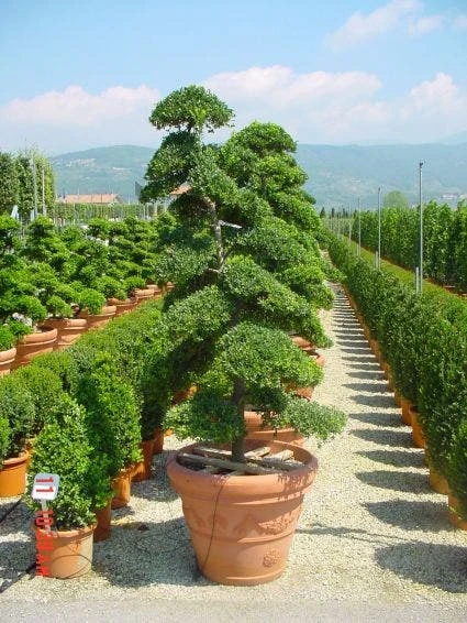 Japanse Hulst Als Bonsai (Ilex Crenata) 2 Japanse Hulst Als Bonsai (Ilex Crenata) - Afbeelding 2