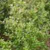Blauwe Hulst (Ilex Meserveae 'Blue Prince')