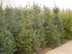 Blauwe Hulst (Ilex Meserveae 'Blue Prince') -Tuinplantenwinkel 20101215164749 10 2