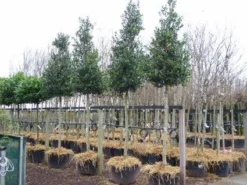 Hulst Als Boom (Ilex 'Nellie R. Stevens') 15 Hulst Als Boom (Ilex 'Nellie R. Stevens') -Tuinplantenwinkel 20101215170614 8 2