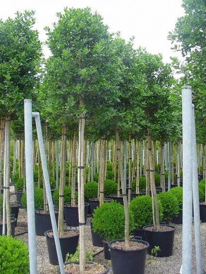 Hulst Als Boom (Ilex 'Nellie R. Stevens') 2 Hulst Als Boom (Ilex 'Nellie R. Stevens') - Afbeelding 2