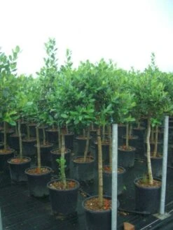 Hulst Op Stam (Ilex 'Nellie R Stevens') -Tuinplantenwinkel 20101215170902 1 2