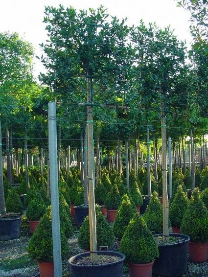 Amerikaanse Hulst Als Leiboom (Ilex 'Nellie R. Stevens') 2 Amerikaanse Hulst Als Leiboom (Ilex 'Nellie R. Stevens') - Afbeelding 2