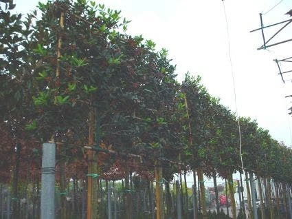 Amerikaanse Hulst Als Leiboom (Ilex 'Nellie R. Stevens') 1 Amerikaanse Hulst Als Leiboom (Ilex 'Nellie R. Stevens')