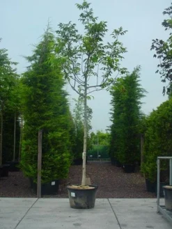 Walnotenboom (Juglans Regia)