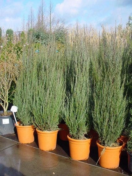 Jeneverbes (Juniperus Scopulorum 'Skyrocket') 3 Jeneverbes (Juniperus Scopulorum 'Skyrocket') - Afbeelding 3