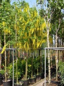 Gouden Regen Als Boom (Laburnum Watereri 'Vossii') -Tuinplantenwinkel 20101216134006 7