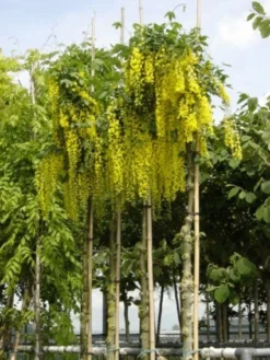 Gouden Regen Als Boom (Laburnum Watereri 'Vossii') -Tuinplantenwinkel 20101216134020 7