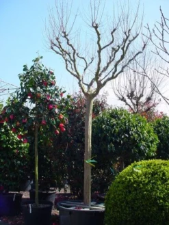 Roze Lagerstroemia Als Boom (Lagerstroemia Indica) -Tuinplantenwinkel 20101216134719 9