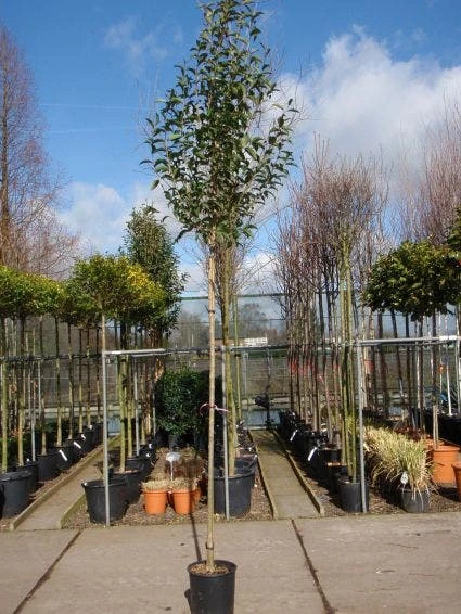 Liguster Als Boom (Ligustrum Japonicum) 2 Liguster Als Boom (Ligustrum Japonicum) - Afbeelding 2
