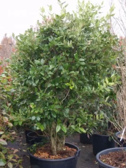 Liguster (Ligustrum Japonicum 'Texanum') -Tuinplantenwinkel 20101216165524 7