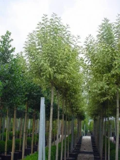 Liguster (Ligustrum 'Excelsum Superbum')