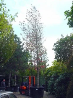 Amberboom (Liquidambar Styraciflua) -Tuinplantenwinkel 20101217122442 20