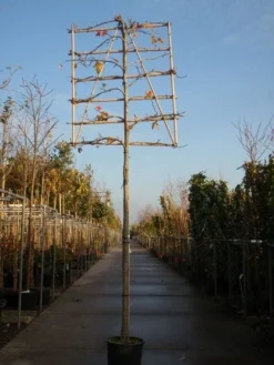 Amberboom Als Leiboom (Liquidambar Styraciflua) 15 Amberboom Als Leiboom (Liquidambar Styraciflua) -Tuinplantenwinkel 20101217124709 7