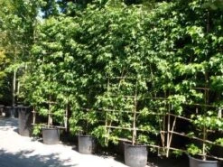 Amberboom Als Leivorm (Liquidambar Styraciflua 'Worplesdon') -Tuinplantenwinkel 20101217130845 2