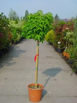 Amberboom Op Stam (Liquidambar 'Gum Ball') -Tuinplantenwinkel 20101217134440 2