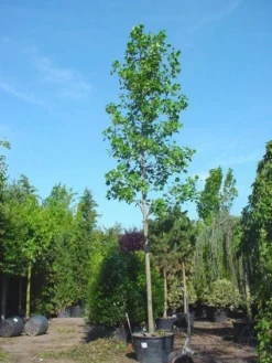 Tulpenboom (Liriodendron Tulipifera) -Tuinplantenwinkel 20101217143606 14