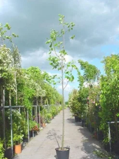 Tulpenboom (Liriodendron Tulipifera) -Tuinplantenwinkel 20101217143638 14